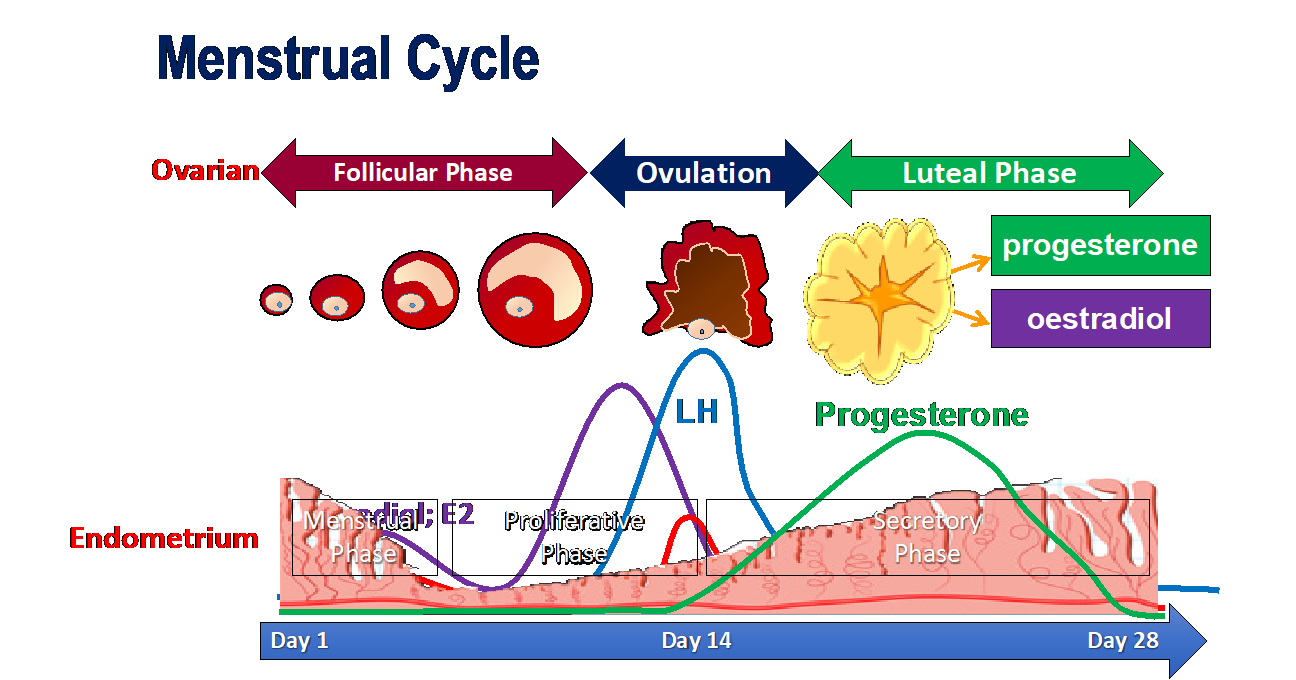How to Track Your Menstrual Cycle